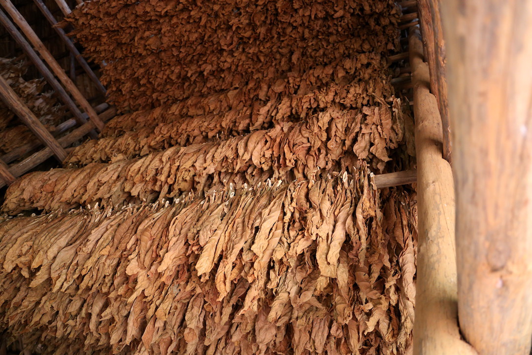 Travelling to Cuba, Tobacco farm, Vinales, Cuba