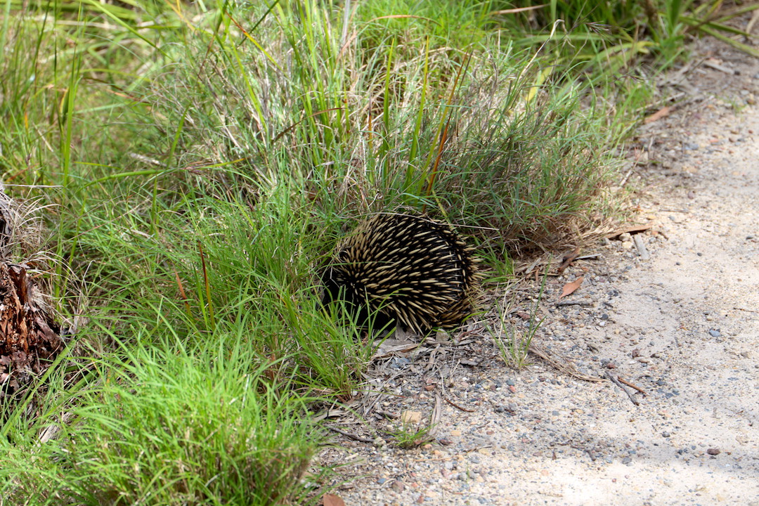 Echidna, White Sands Walk, Jervis Bay, New South Wales